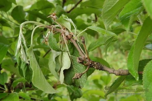 Venenje poganjka jablane povzroča gliva Monilinia sp.