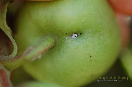 Jabolčni zavijač - poškodba