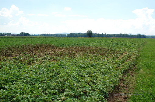 Krompirjeva plesen v nasadu zgodnjega krompirja