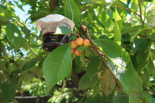 Prehranska vaba za plodovo vinsko mušico