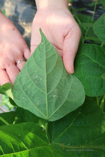 Srebrnkasta razbarvanja, ki so vidna na spodnji strani listov fižola povzročajo resarji s prehranjevanjem