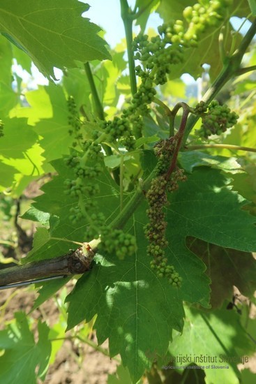 Peronospora kabrnk