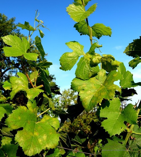 Peronospora na vrhovih in zalistnikih vinske trte