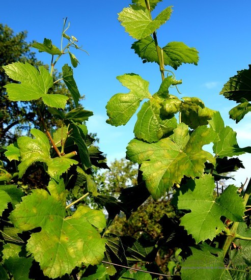 Peronospora na vrhovih in zalistnikih vinske trte