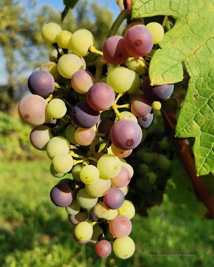 Začetek sortno značilnega barvanja grozdja