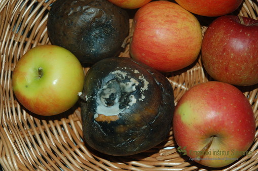 Propadanje jabolk med skladiščenjem