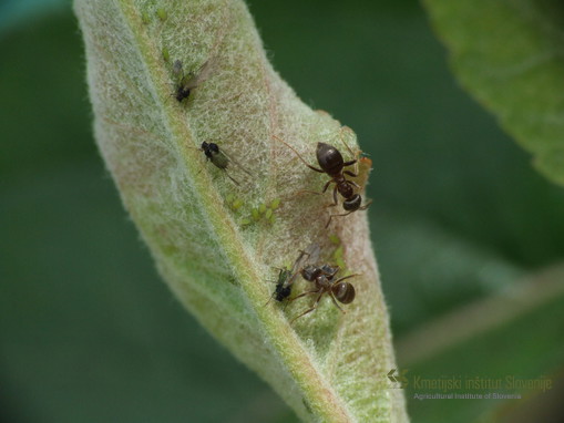 Mravlje in listne uši na jablanovih listih