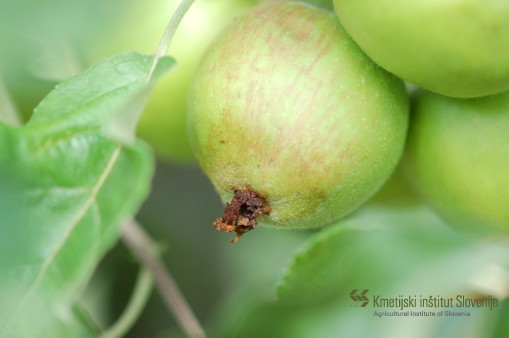 Poškodovan plod od jabolčnega zavijača