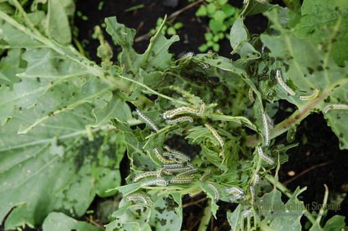Gosenice kapusovega belina