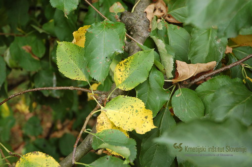 Predčasno rumenenje jablanovih listov zaradi okužbe z glivo Diplocarpon mali  