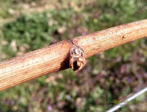 Poškodbe brsta zaradi zemljemerke in drugih škodljivih gosenic