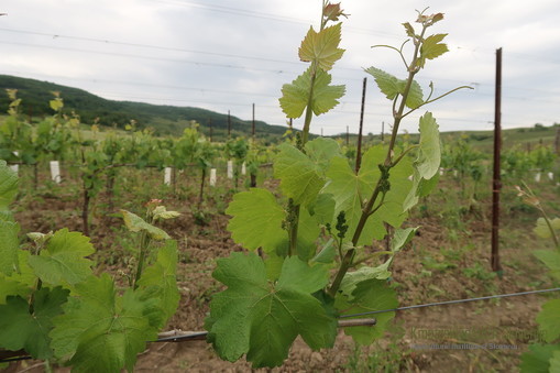 Začetek škropljenj proti peronospori in oidiju