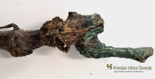 Tumor na vinski trti zaradi okužbe z bakterijo Agrobacterium vitis