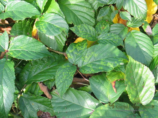 Simptomi okužbe z emaravirusi na kadulji in divji robidi (Rubus sp.)