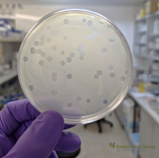 Bakteriofagi bakterije Xanthomonas campestris pv. campestris