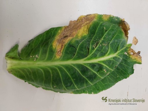Simptomi okužbe s črno žilavko kapusnic (Xanthomonas campestris pv. campestris) na zelju