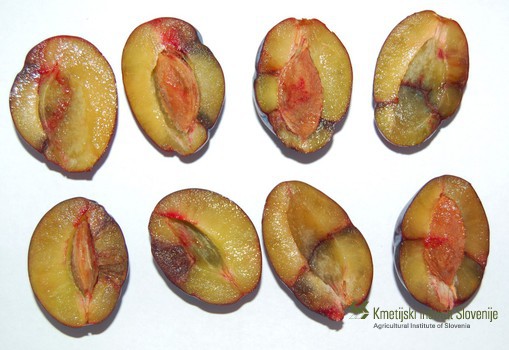 Znaki okužbe z virusom šarke v plodovih sliv 