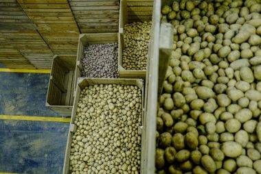 Krompir v skladišču