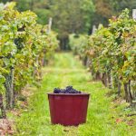 AGROTUR+ Kraški lokalni produkti in turizem