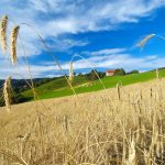 Pšenica na polju