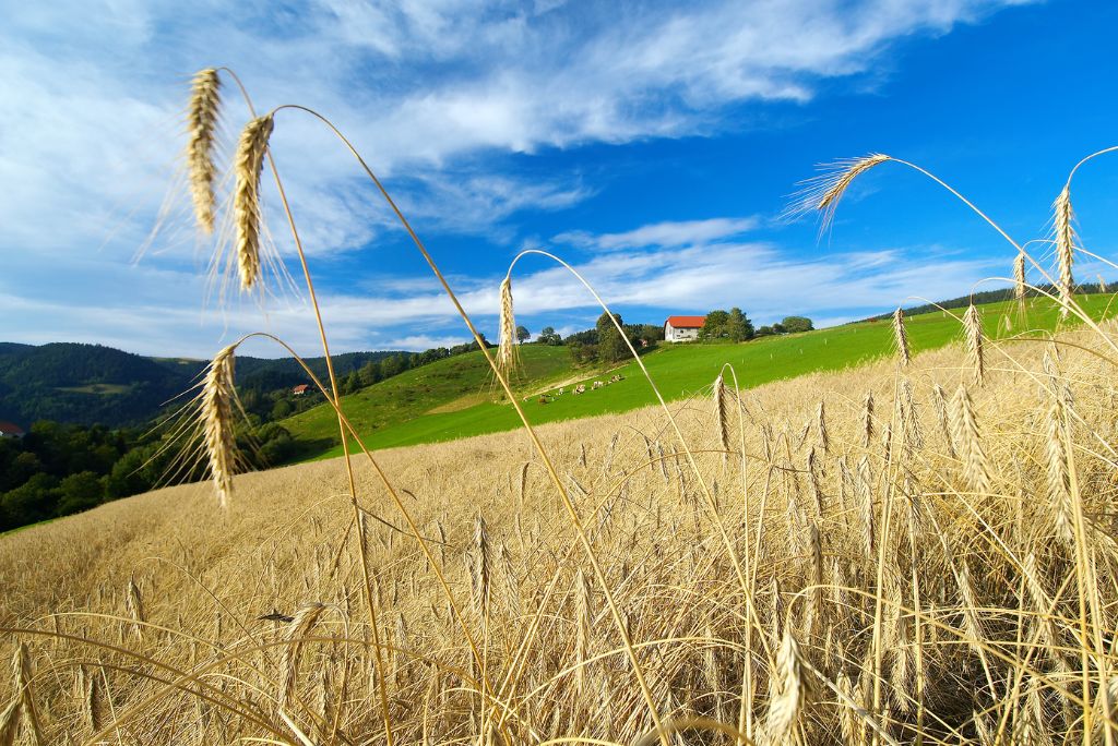 Pšenica na polju