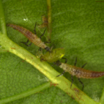Ličinki rjavega mrežekrilca (Hemerobiidae)