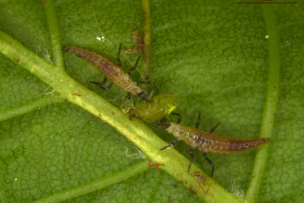 Ličinki rjavega mrežekrilca (Hemerobiidae)