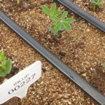 mlada rastlina lupine