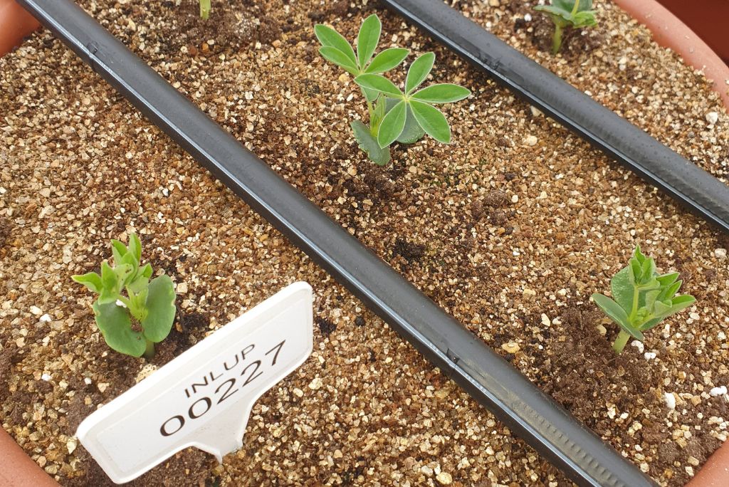 mlada rastlina lupine