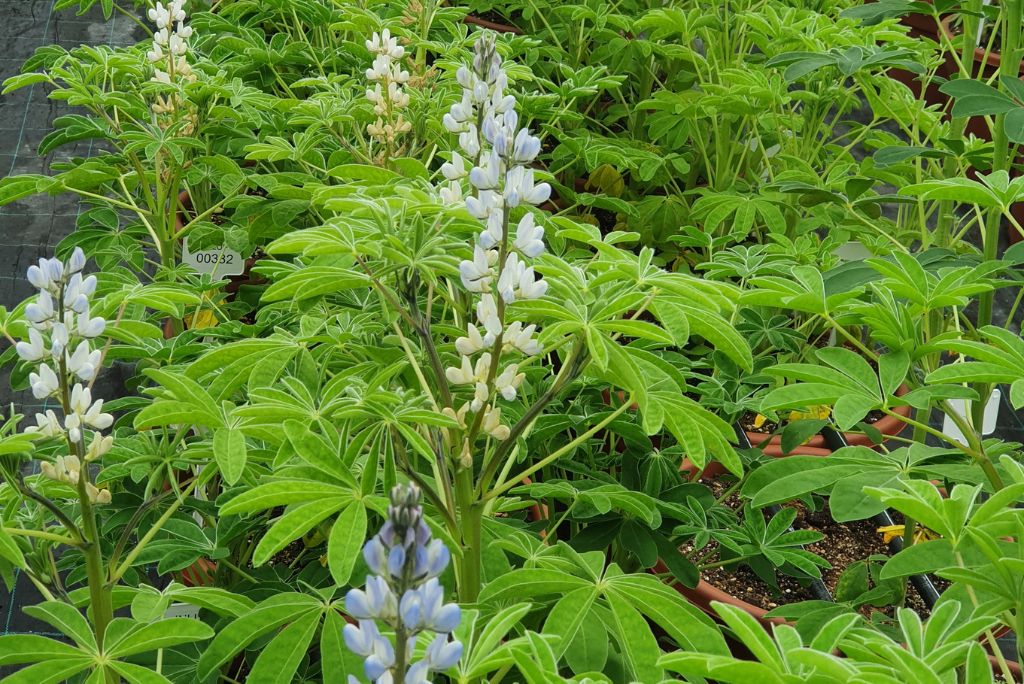 Cvetoča lupina